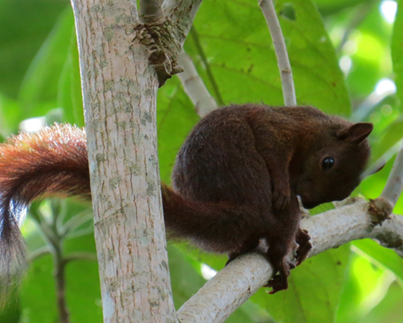 Fauna 1